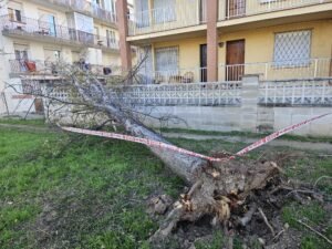 La Costa Daurada sigue en alerta este domingo por fuertes vientos (FOTOS) imagen 1550