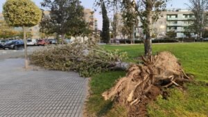El viento provoca la caída de árboles en Salou, Vila-seca y Cambrils imagen 1555