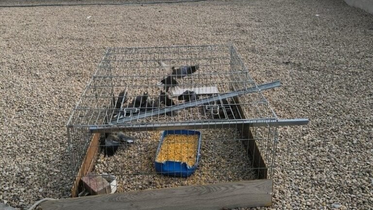 Una ONG exige la retirada de jaulas trampa para capturar palomas en Cambrils imagen 1491