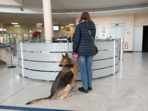 Els gossos ja poden entrar als equipaments municipals i al transport públic de Cambrils imagen 1196