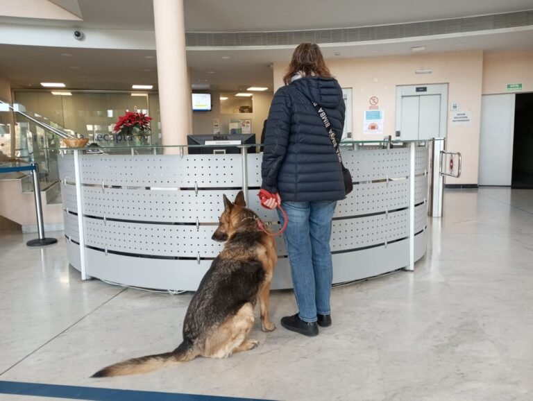 Els gossos ja poden entrar als equipaments municipals i al transport públic de Cambrils imagen 1196