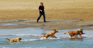 Salou cambia la ubicación de la playa para perros por «motivos de seguridad» imagen 928