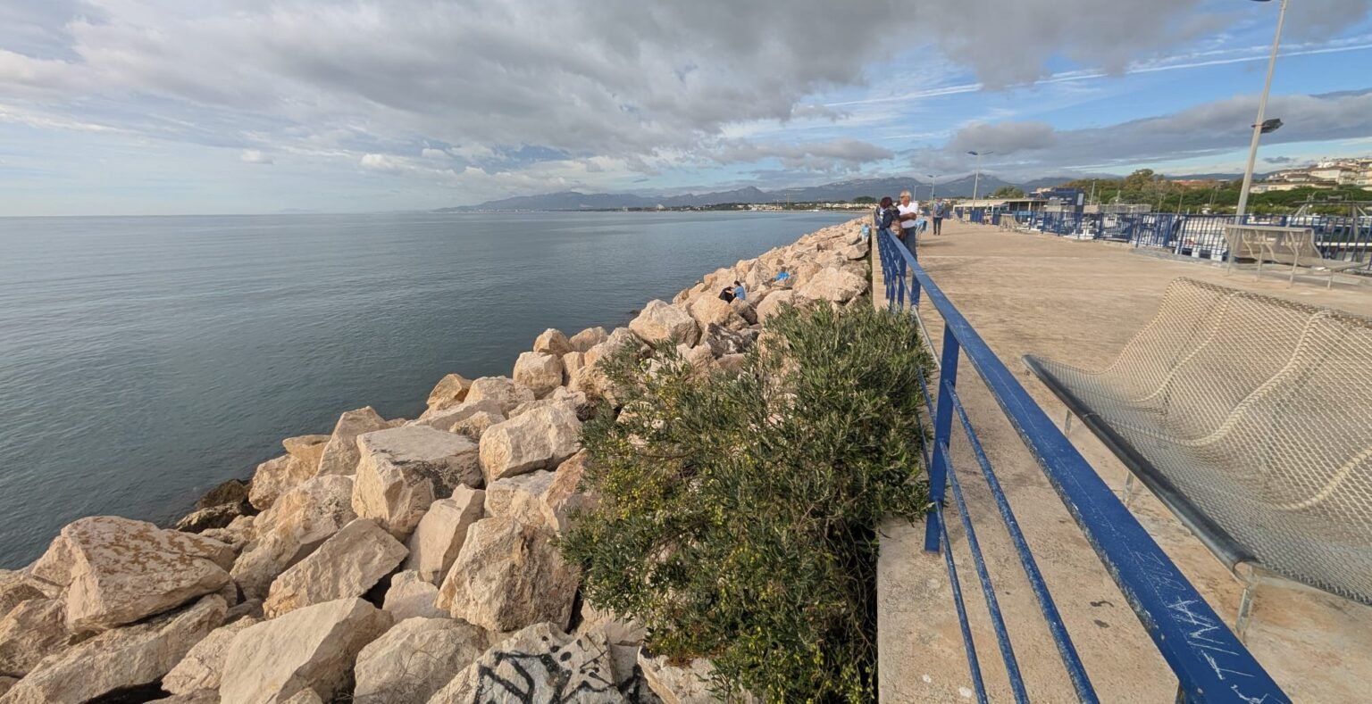 El olivo que crece entre las rocas en el puerto de Cambrils y es ya un símbolo