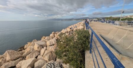 El olivo que crece entre las rocas en el puerto de Cambrils y es ya un símbolo