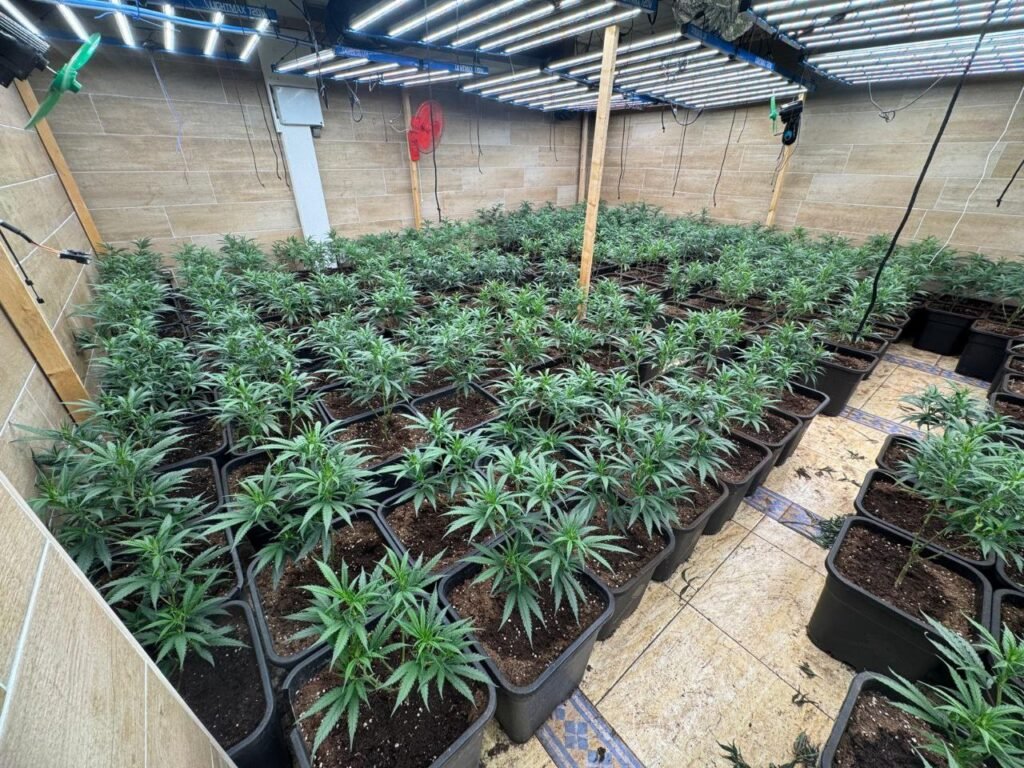 Desmantelada una plantación de marihuana en una vivienda en Cambrils
