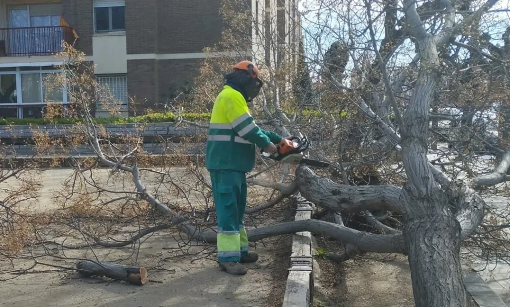 Un árbol caído este sábado en Vila-seca