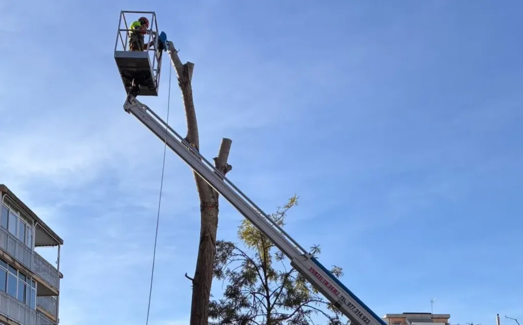 Tareas de mantenimiento de un árbol en Salou