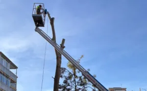 Tareas de mantenimiento de un árbol en Salou