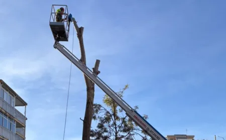 Tareas de mantenimiento de un árbol en Salou