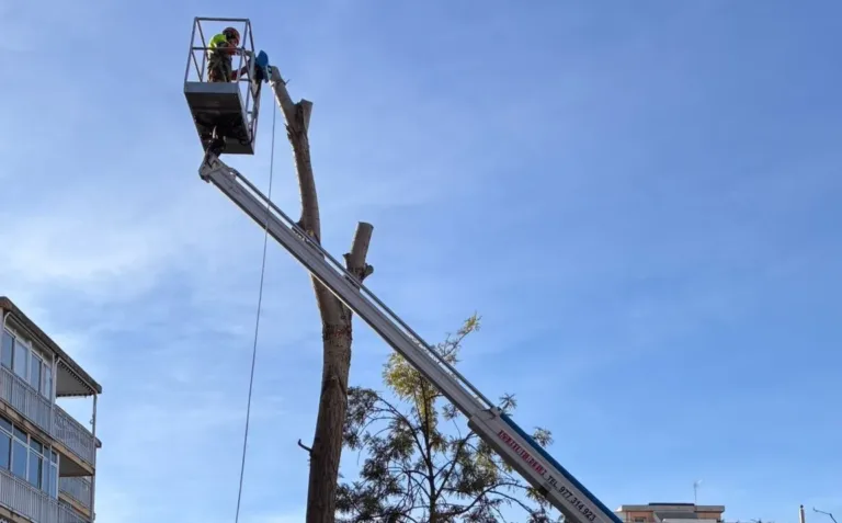 Tareas de mantenimiento de un árbol en Salou