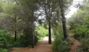 Salou empleará ovejas para limpiar los bosques y reducir el riesgo de incendios El parque de Les Pedreres de Salou