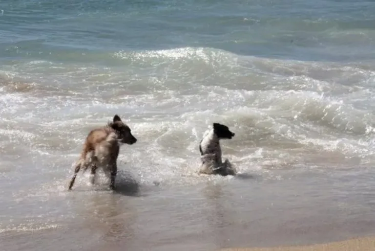 Salou cuenta por segundo año con una playa para perros