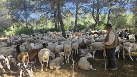 Con tanta oveja descarriada, esta sociedad necesita un buen pastor que la guíe Salou limpia sus bosques con ovejas y cabras para prevenir incendios