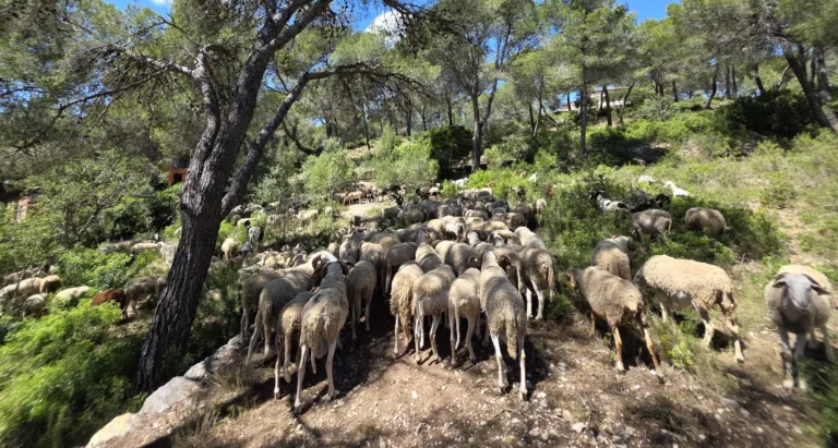 Salou empieza a limpiar sus boques con ovejas y cabras El rebaño, este lunes en Salou