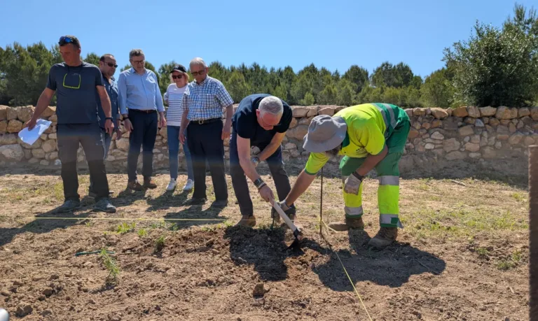 Salou planta 848 nous ceps per recuperar varietats de raïm ancestrals La plantació està al parc del Pla de Maset