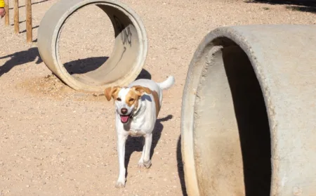 Vila-seca tendrá otros cinco parques para perros Vila-seca ya dispone de un parque canino, entre el Raval de la Mar y la Via Màxima.